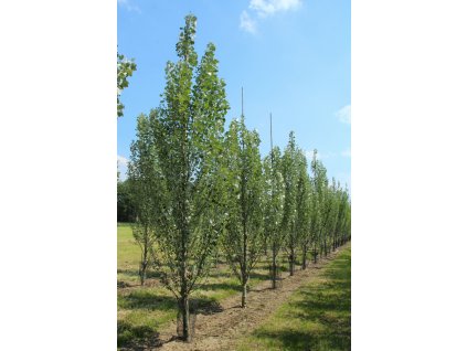 populus alba raket