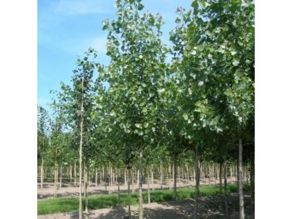 Populus canesc Witte v Haamstede