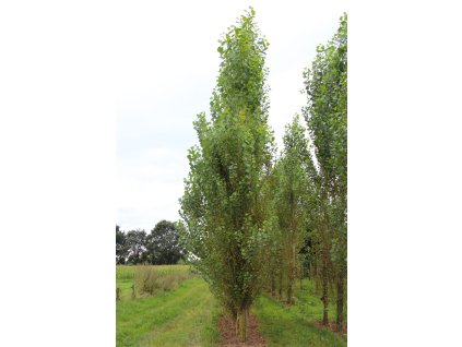populus nigra italica