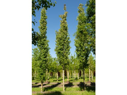 populus tremula erecta