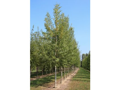 populus tremula