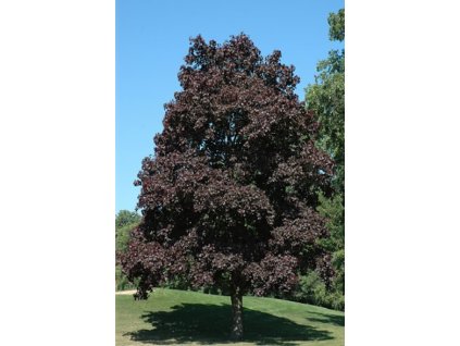 Acer plat crimson king