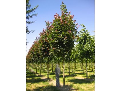 Acer plat Deborah