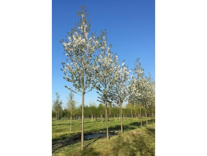 Prunus av Landscape Bloom