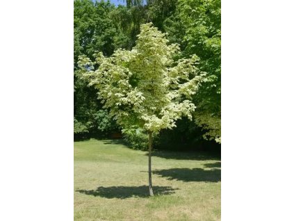 Acer plat Drumondii2