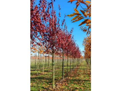 prunus cerasifera nigra