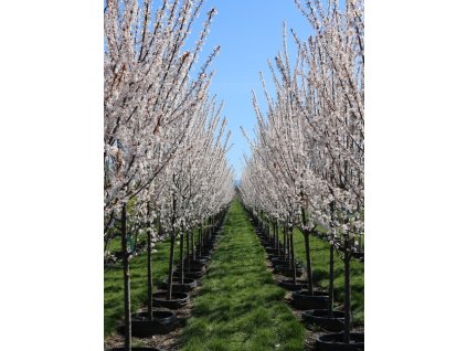 Prunus cer Crimson Pointe1