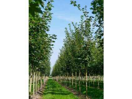 Acer plat Emerald Queen