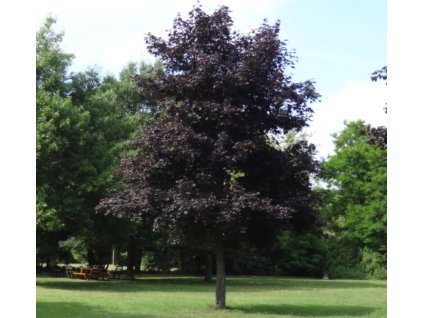 Acer plat Faassens Black