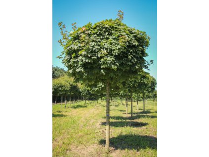 acer platanoides globosum