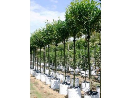 Prunus laur. 'Caucasica'