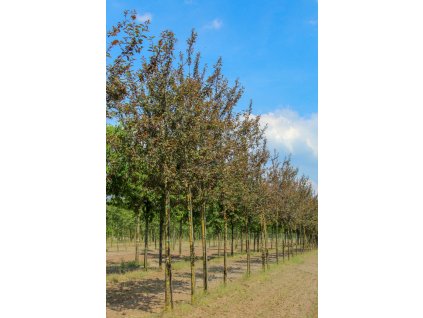 prunus padus colorata