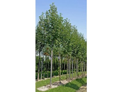 Prunus padus Schloss Tiefurt