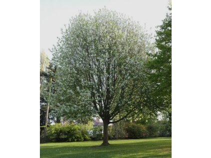 Prunus padus Watereri1