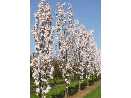 Prunus serr Amanogawa