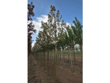 Prunus serr Sunset Boulevard1