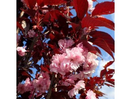 Prunus serr Royal Burgundy2