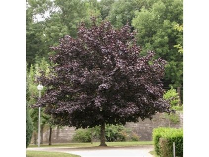 Acer pseudopl Atropurpureum