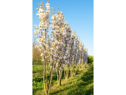 prunus serrulata amanogawa2