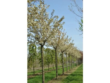 Prunus serr Ukon1