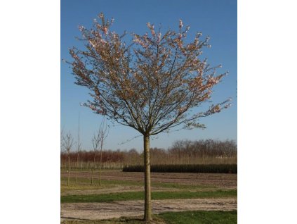 Prunus subh Autumnalis