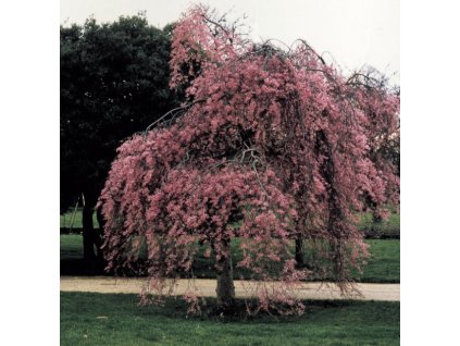 Prunus subh Pendula Rubra