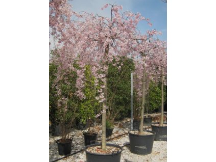 Prunus subh Pendula