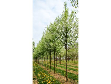 prunus virginiana canada red2