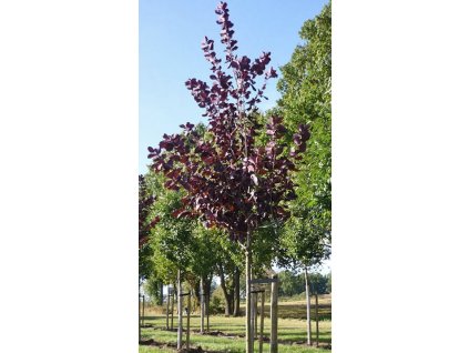 Prunus virg Shubert