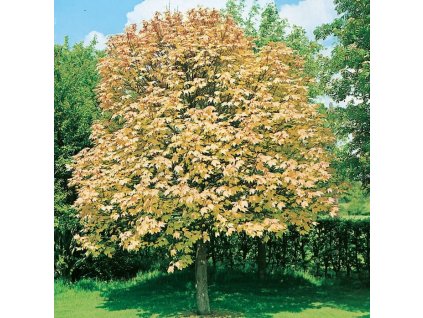 Acer pseudopl Briliantissimum