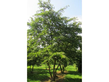 prunus x yedoensis2