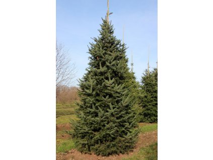 Pseudotsuga menziesii