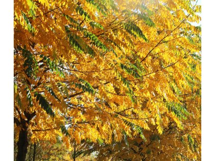 pterocarya fraxinifolia2