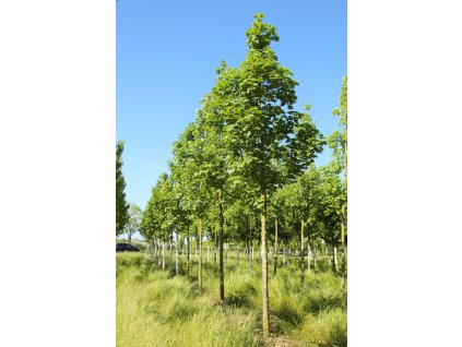 acer pseudoplatanus bruchem