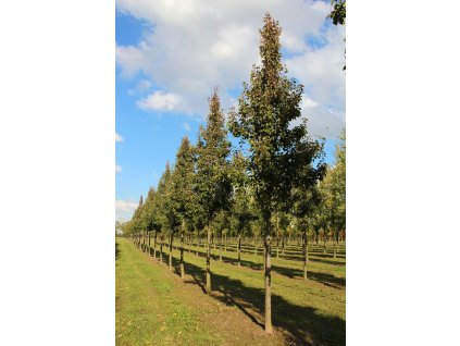 pyrus calleryana chanticleer