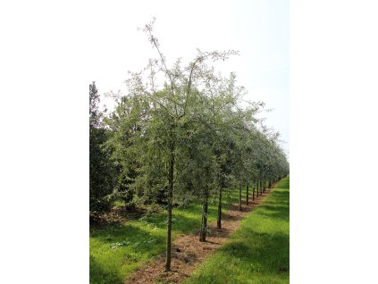 pyrus salicifolia pendula