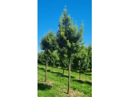 Quercus hisp Fulhamensis1