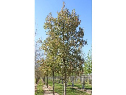 Quercus hisp Waaslans Select1