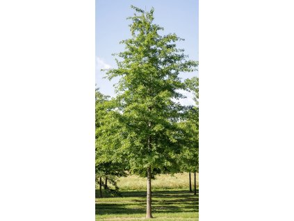 Quercus hisp Wageningen