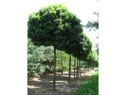quercus palustris green dwarf