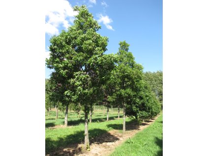 quercus x turneri pseudoturneri