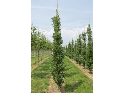 quercus x warei regal prince