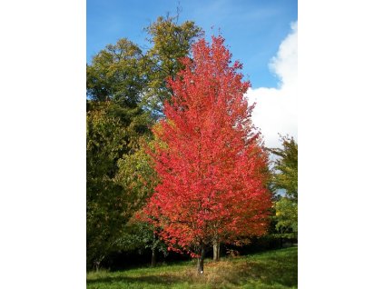 Acer rubrum Bowhall