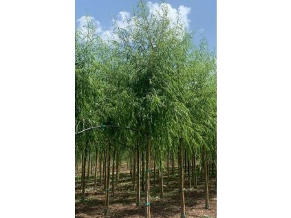 Salix babylonica