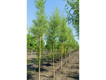 Salix alba Chermesina