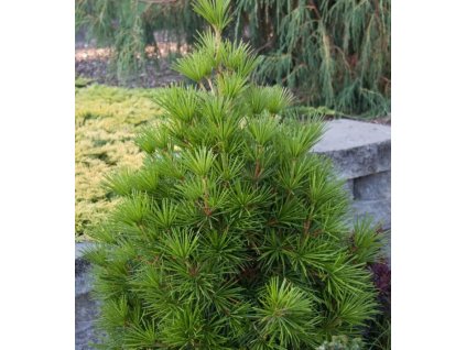 Sciadopitys verticillata