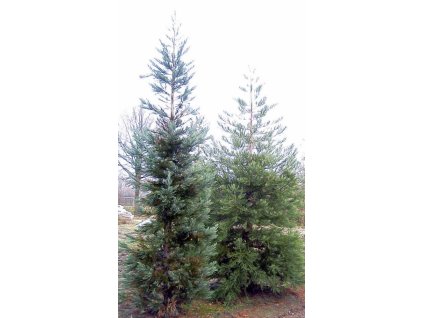 Sequoiadendron giganteum Glaucum