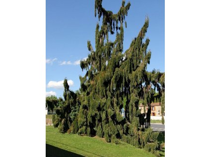 Sequoiadendron giganteum Pendulum