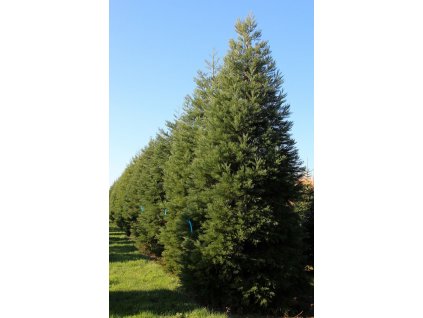 Sequoiadendron giganteum