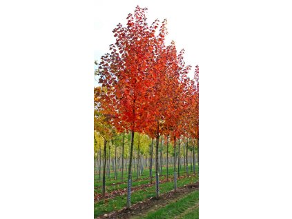 Acer rubrum October Glory